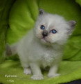 Chatons de race Sacré de Birmanie à vendre (2 femelles & 2 mâles)
