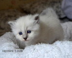 Chatons de race Sacré de Birmanie à vendre (2 femelles & 2 mâles)