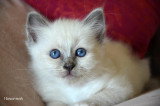 Chatons de race Sacré de Birmanie à vendre (2 femelles & 2 mâles)