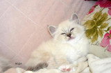 Chatons de race Sacré de Birmanie à vendre (2 femelles & 2 mâles)