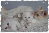 Chatons de race Sacré de Birmanie à vendre (2 femelles & 2 mâles)
