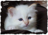 Chatons de race Sacré de Birmanie à vendre (2 femelles & 2 mâles)