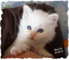 Chatons de race Sacré de Birmanie à vendre (2 femelles & 2 mâles)
