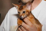 3 magnifiques chatons Abyssins LOOF &agrave; vendre