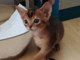 3 magnifiques chatons Abyssins LOOF &agrave; vendre