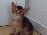 3 magnifiques chatons Abyssins LOOF &agrave; vendre