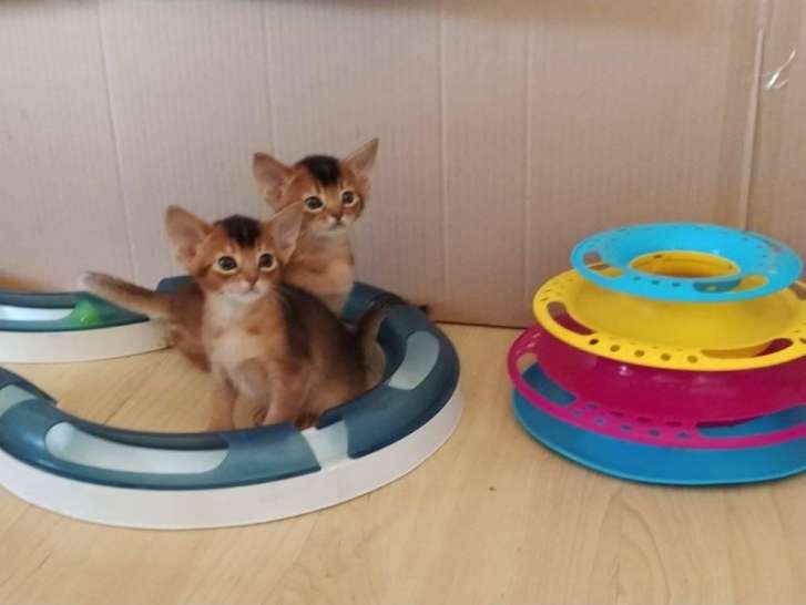 3 magnifiques chatons Abyssins LOOF à vendre