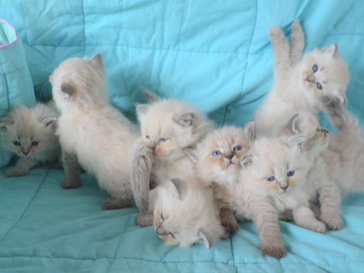 3 chatons Siberien LOOF hypoallergénique à vendre