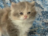 Vente de Chatons