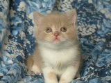Vente de Chatons