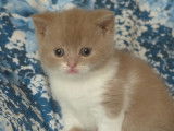 Vente de Chatons