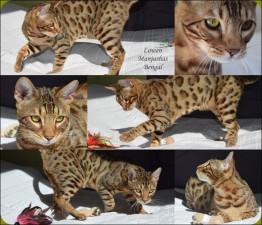 Chaton Bengal Mâle à Vendre Lowen Petite Annonce Chat