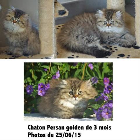 Chaton Persan golden shaded pure race