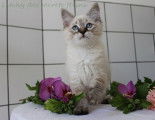 Chaton Sibérien à vendre