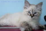Chaton Sibérien à vendre