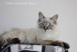 Chaton Sibérien à vendre