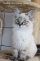 Chaton Sibérien à vendre