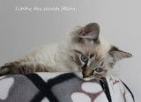Chaton Sibérien à vendre