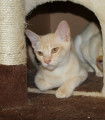 Adorables chatons burmese anglais avec pedigree