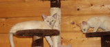 Adorables chatons burmese anglais avec pedigree