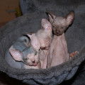Chatons Sphynx disponibles en septembre