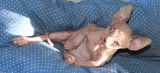 Chatons Sphynx disponibles en septembre