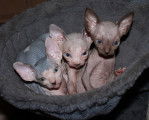 Chatons Sphynx disponibles en septembre