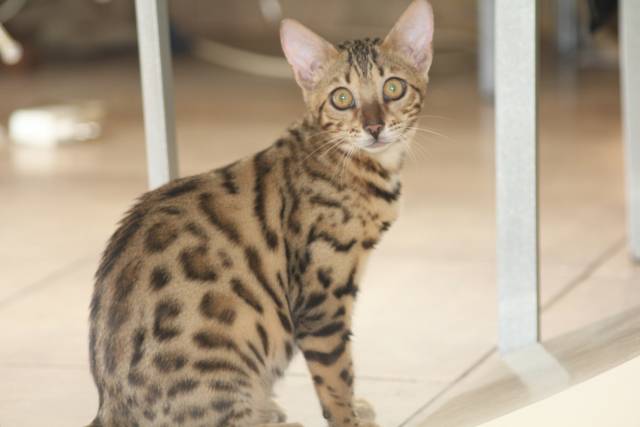 Bengal Femelle Petite Annonce Chat