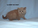 Chatons de race British Shorthair (mâles & femelles)