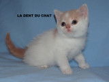 Chatons de race British Shorthair (mâles & femelles)