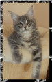 Femelle Maine Coon LOOF disponible de suite
