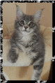 Femelle Maine Coon LOOF disponible de suite