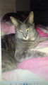 Perdu sur Seclin (59113) chatte tigrée grise