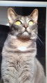 Perdu sur Seclin (59113) chatte tigrée grise