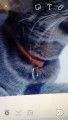 Voici le collier quelle devrait avoir encore sur elle ...