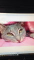 Perdu sur Seclin (59113) chatte tigrée grise