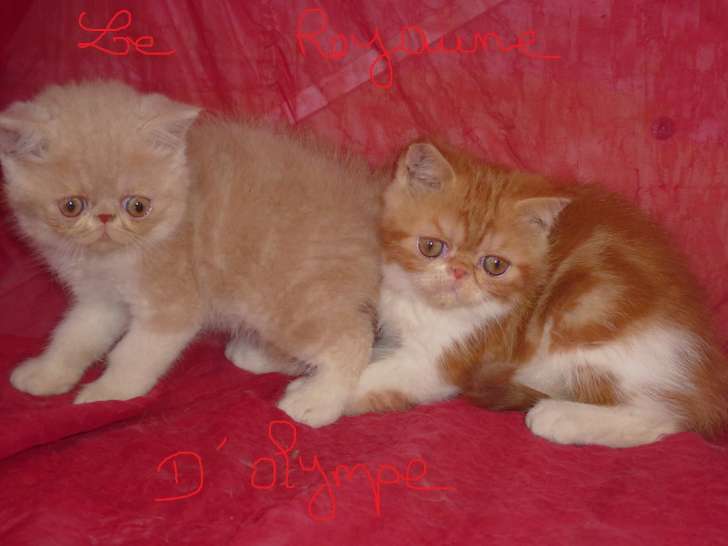 A reserver magnifiques chatons Persan Exotic LOOF