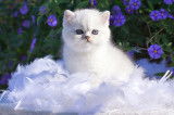 3 chatons Exotics Shorthairs