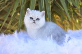 3 chatons Exotics Shorthairs