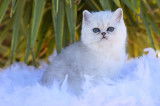3 chatons Exotics Shorthairs