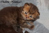 Chatons british longhair