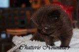 Chatons british longhair