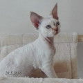 Chatonne Devon rex loof
