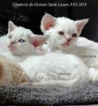 Chatonne Devon rex loof