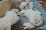 Chatonne Devon rex loof