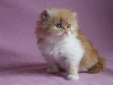 Superbe chaton persan mâle roux et blanc LOOF