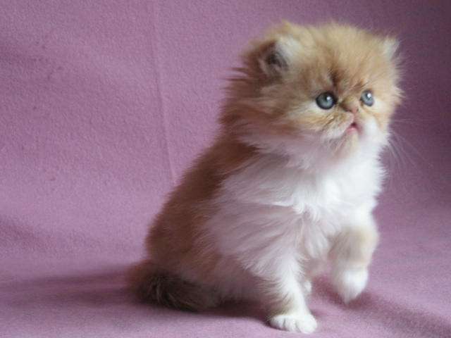 Superbe chaton persan mâle roux et blanc LOOF