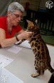 Chatons bengal Loof+ paiement 10 fois + Livraison