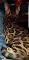 Chatons bengal Loof+ paiement 10 fois + Livraison
