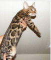 Chatons bengal Loof+ paiement 10 fois + Livraison